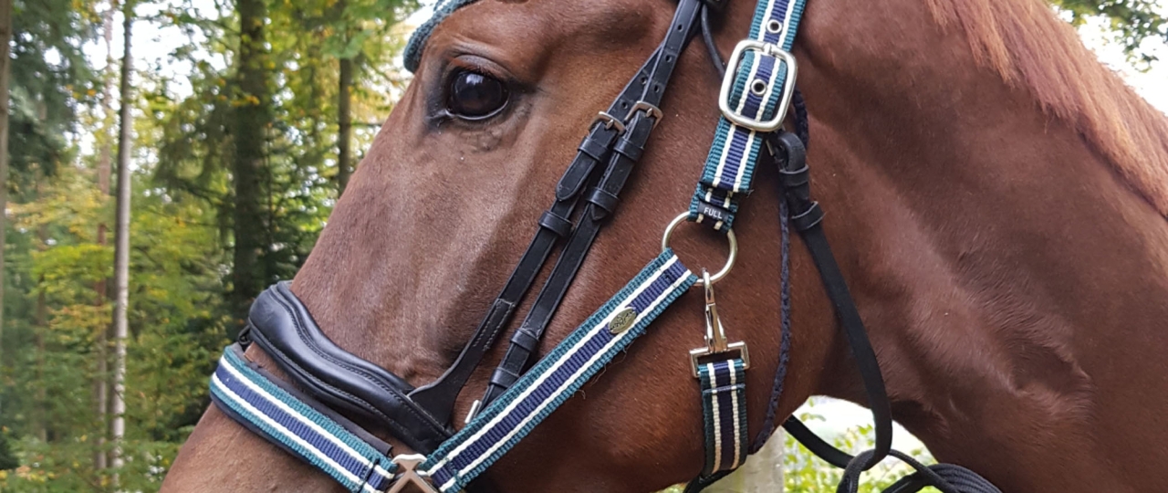 Low-Level-Laser Therapie bei meinem Pferd Finsbury